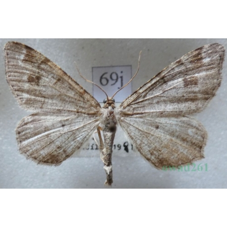Macaria signaria (Hübner, 1809) Witalnik choiniak Czech69j